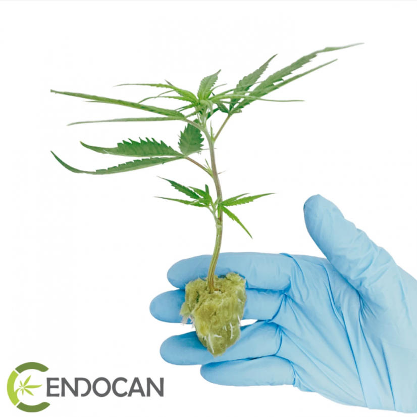 CBD LIFTER-S sazenice