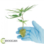 CBD LIFTER-S sazenice