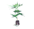 CBD LIFTER-S sazenice