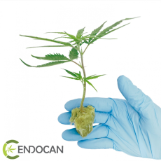 CBD LIFTER-S sazenice