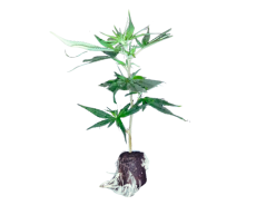 CBD LIFTER-S sazenice
