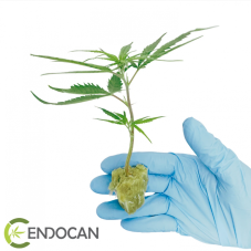 CBD LIFTER-S sazenice