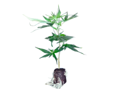 CBD Joanne’s sazenice