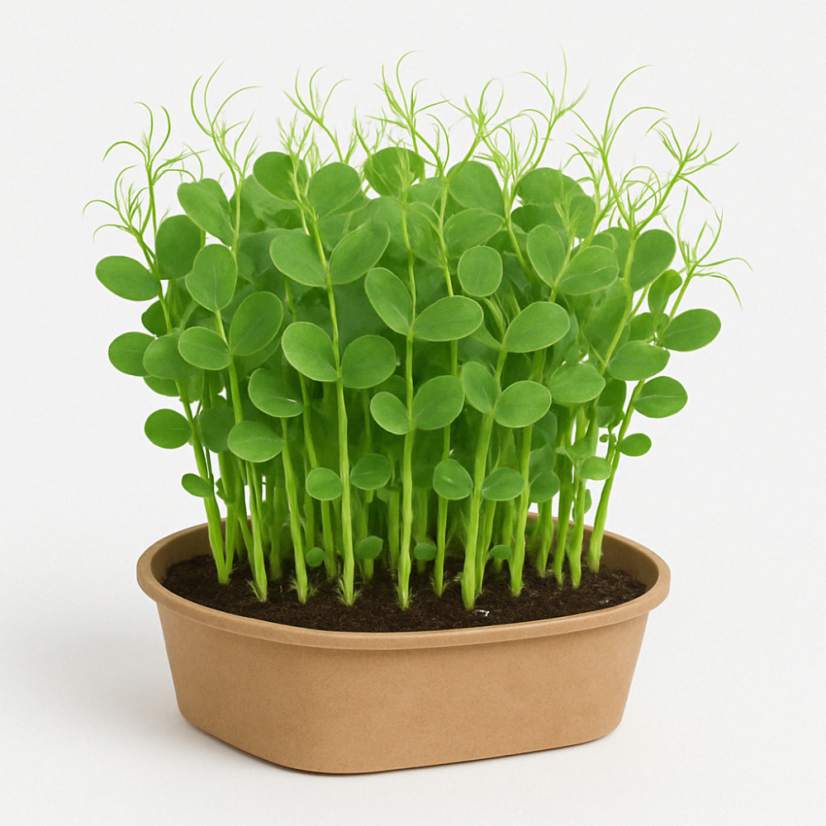 Microgreens pěstební sada - Hrášek