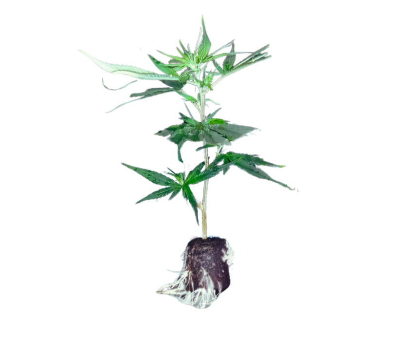CBD Joanne’s steckling - Pieces: 5pc